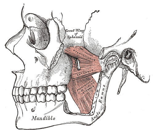 <p>Pterygoids