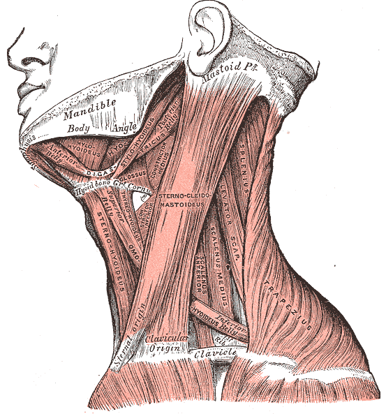 <p>Muscles Of the Neck, Mandible, Mastoid Process, Clavicle, Trapezius, Sternocleidomastoideus, Sternohyoideus, Omohyoideus B