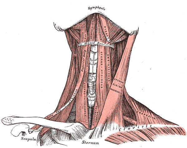 <p>Anterior Neck Muscles and Related Structures