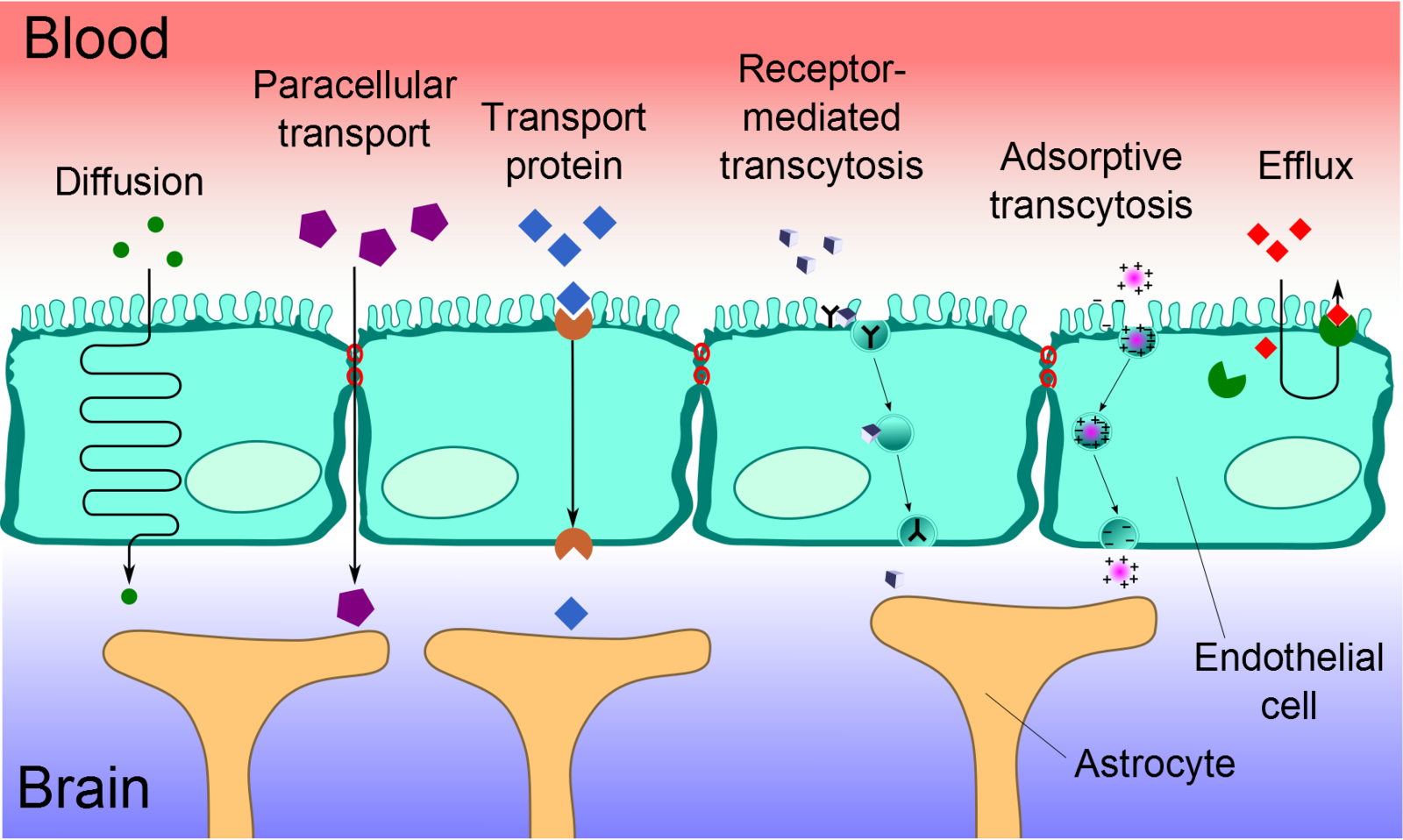 <p>Transport processes at the blood brain barrier</p>