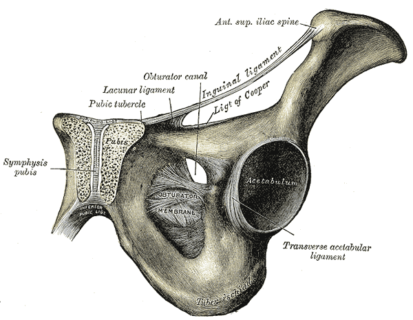 <p>Left Inguinal Ligament, Anterior View