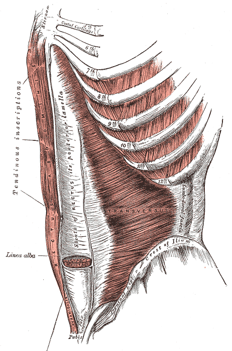 <p>Internal Abdominal muscles, Transversus, Linea alba, Rectus, Sheath of Rectus, Rectus Abdominis, Sternum, Crest of Ilium, 