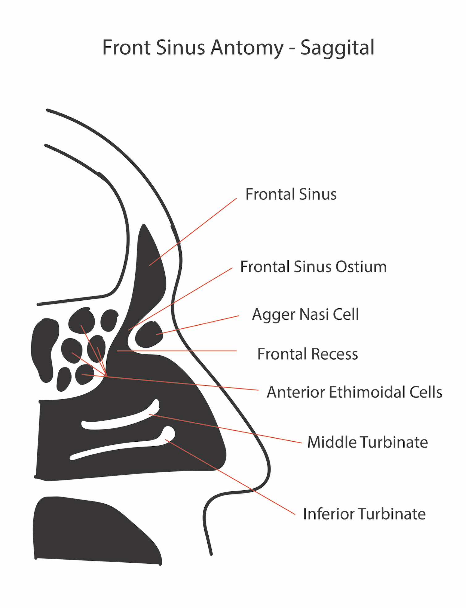 <p>Diagram of the Frontal Sinus Anatomy, Sagittal View.</p>