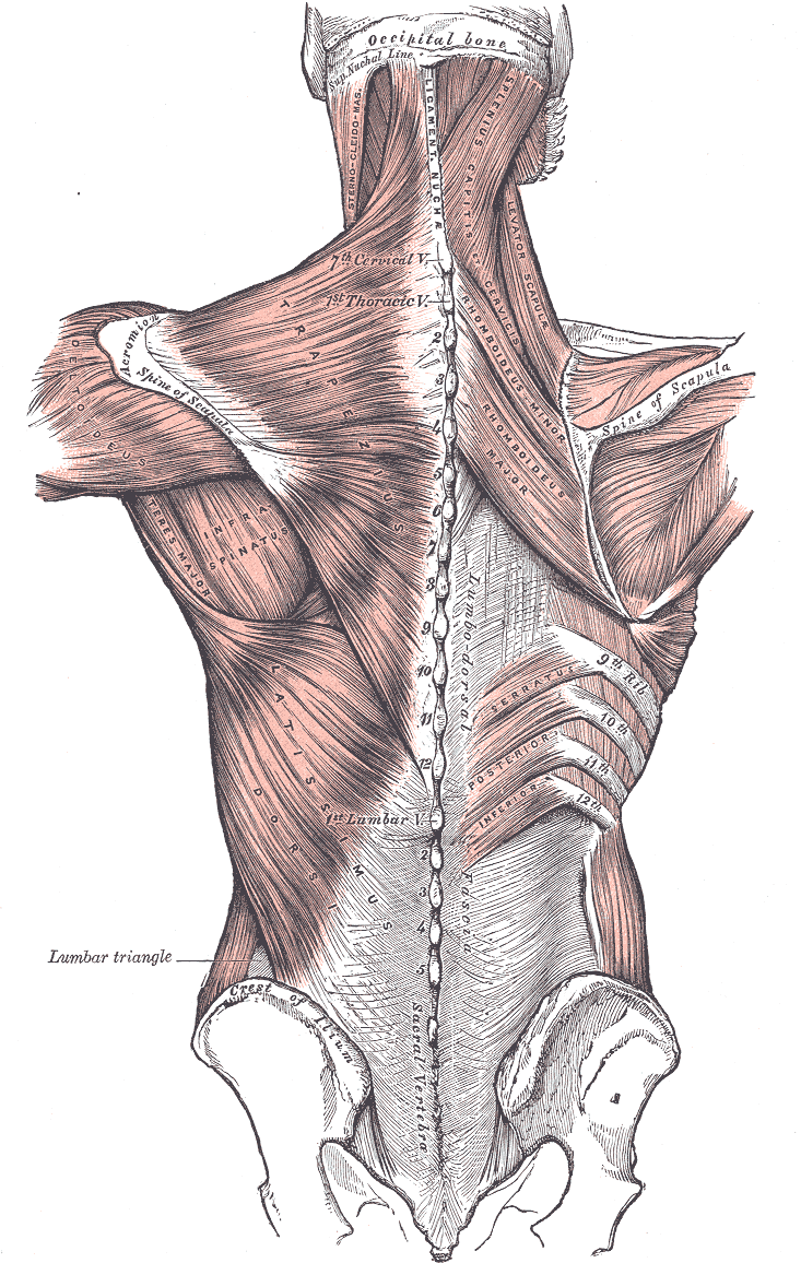 <p>Posterior Axioappendicular Muscles