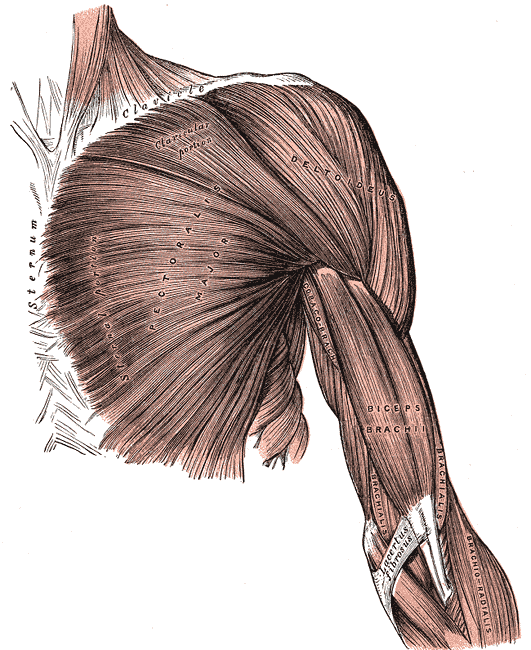 <p>Superficial muscles of the Chest and Shoulder, Clavicle, Sternum, Pectoralis Major, Deltoid, Coracobrachialis Biceps Brach