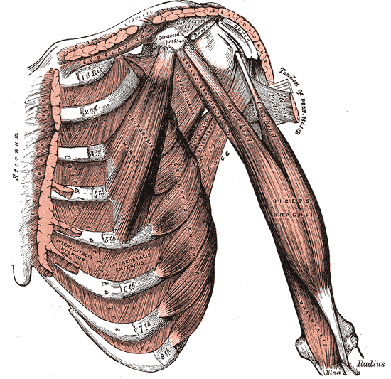 <p>Internal Muscles of the Chest and Shoulder