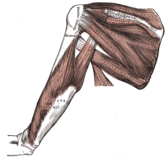 <p>Muscles and Fascia of the Shoulder, Supraspinatus, Scapula, Humerus, Deltoid, Infraspinatus, Teres minor and major, Latiss