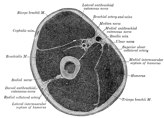 Fascial Compartments of the Arm, Biceps Brachii, Cephalic vein, Brachialis, Radial Nerve, Radial Nerve, Dorsal antebrachial cutaneous nerve, Radial Collateral artery, Lateral intermuscular septum of humerus, Triceps Brachii, Humerus, Medial intermuscular septum of humerus, Superior ulnar collateral artery, Ulnar nerve, Basilic vein, Medial antebrachial cutaneous nerve, Brachial artery and vein, Lateral antebrachial cutaneous nerve