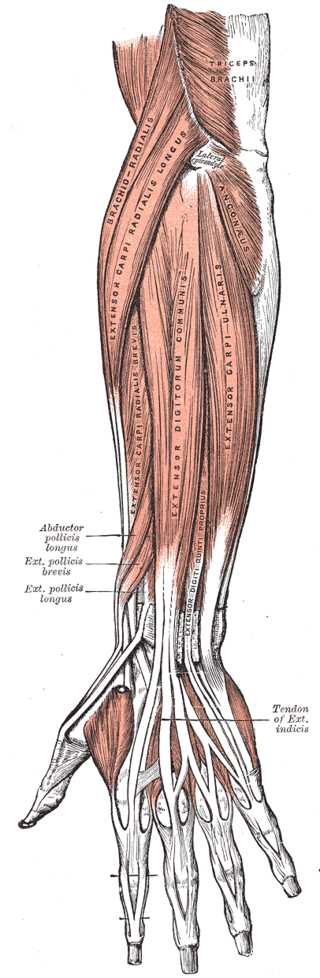 Anterior view of the Muscles and Tendons of the Forearm