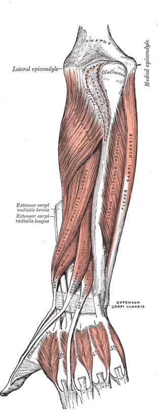 Muscles of the Wrist and hand, External Carpi radialis longus and brevis, Abductor pollicis longus, Flexor digitorum profundu