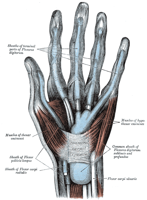 Muscles and Fascia of the Hand, Sheaths of terminal parts of Flexores digitorum, Muscles of thenar eminence, Muscles of hypot