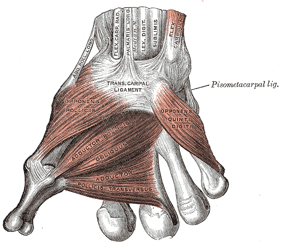 Muscles of the Thumb, Ligaments of the Wrist, Abductor pollicis longus, Flexor Carpal Radialis, Palmaris Longus, Median Nerve