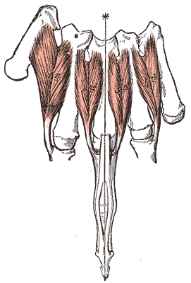 <p>dorsal interossei of the hand</p>