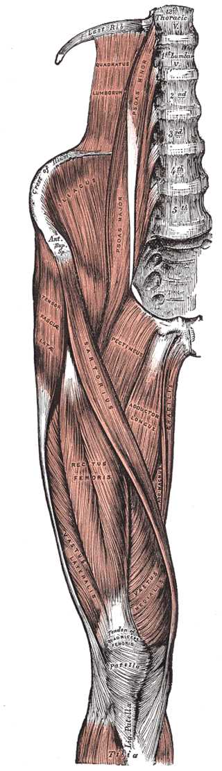 Tensor Fasciae Latae Muscles, Abductor of the Thigh, Thoracic Vertebrae, Quadratus Lumborum, Psoas Minor and Major, Crest of 