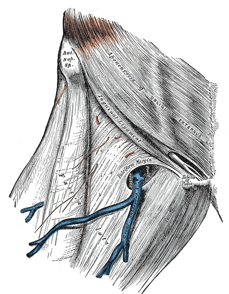 Cribriform Fascia, Aponeurosis of Obliques Externus, Anterior Superior Spine, Inguinal Ligament, Fascia Lata,