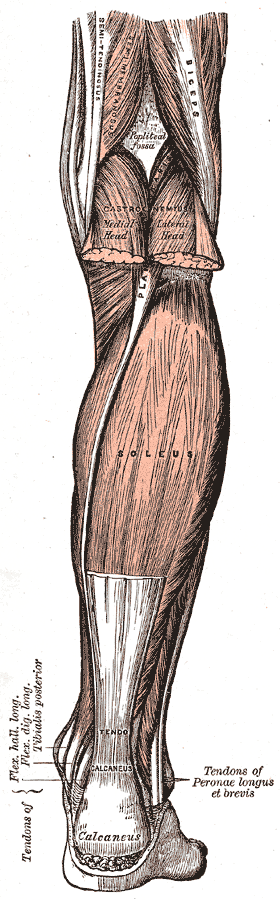 Muscles and Structures of the Leg, Semi-tendinosus, Biceps, Semimembranosus, Popliteus Fossa, Gastrocnemius, Soleus,  Tendo C