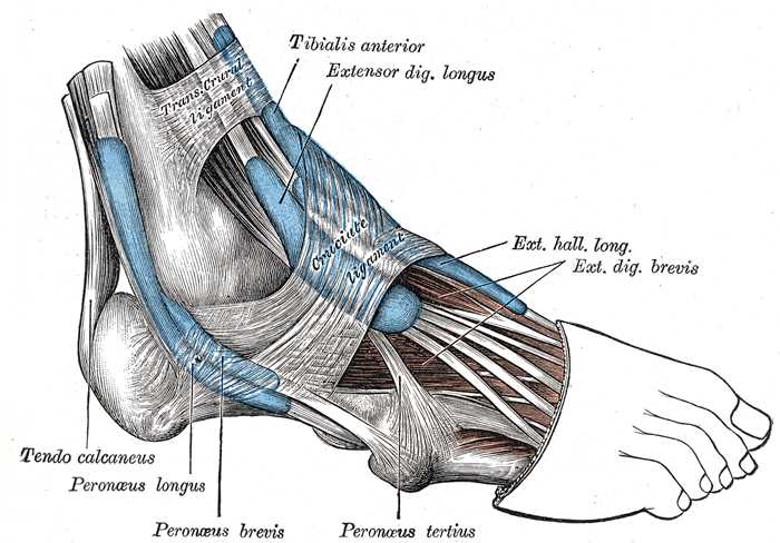 Muscles Tendons and Ligaments of the Foot, Trans Crural Ligament, Tibial Anterior, Extensor Digiti Longus, Tendo Calcaneus, P