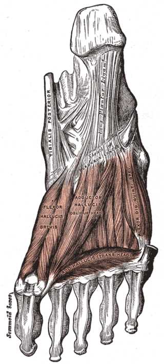 Muscles of the Foot; Dorsal View, Tibialis Posterior, Long Plantar Ligament, Sheath of Peroneus Longus, Flexor Hallucis Brevi