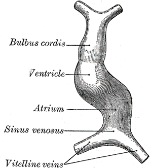 development of human heart; Bulbus cordis, Ventricle, Atrium, Sinus Venosus, Vitelline veins