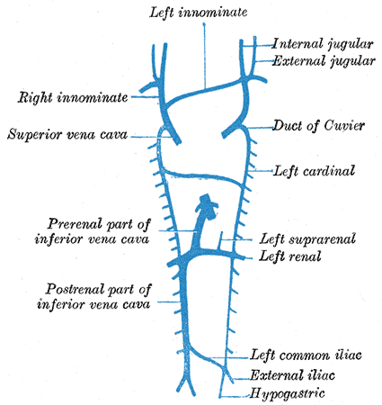 <p>Embryology, development of venous system, Left and Right innominate, Internal and External Jugular, Superior vena cava, Du