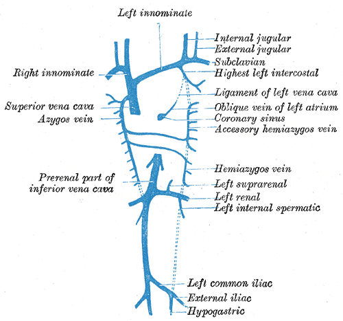 <p>Embryology, hemiazygos vein, Right Innominate, Azygous Vein, Development of Veins</p>