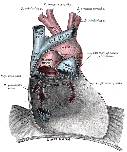 Pericardium anatomy, Right Subclavian Artery, Right Common Carotid Artery, Left Common Carotid Artery, Left Subclavian Artery