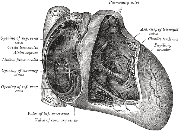 Anatomy of the Heart, Pulmonary valve, Anterior cusp of tricuspid valve, Chordae tendineae, Papillary muscles, Valve of coron