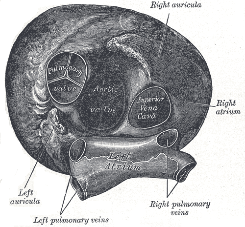 Transverse Cross section of the Heart, Left auricula, Left pulmonary veins, Left Atrium, Right Pulmonary veins, Right Atrium,