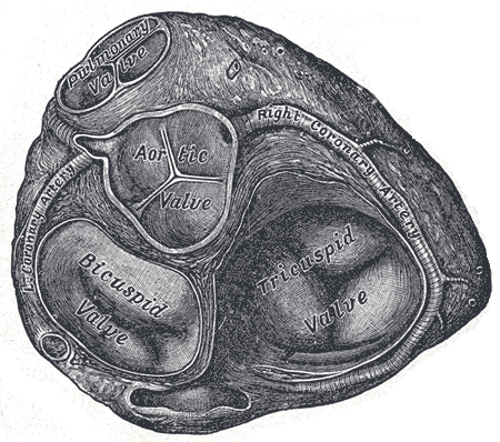 Cardiac, Valves of the Heart, Bicuspid Valve, Aortic Valve, Pulmonary Valve, Tricuspid Valve, Right Coronary Artery,