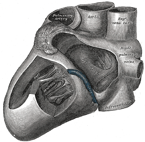 Anatomy of the Heart from the left, Left Ventricle, Right Pulmonary Veins, Superior Vena Cava, Aorta, Pulmonary Artery, Left 