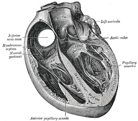 Trans Sagittal Cross section of the Heart, Aorta, Left Auricula, Aortic Valve, Papillary muscles, Left Ventricle, Bicuspid Va