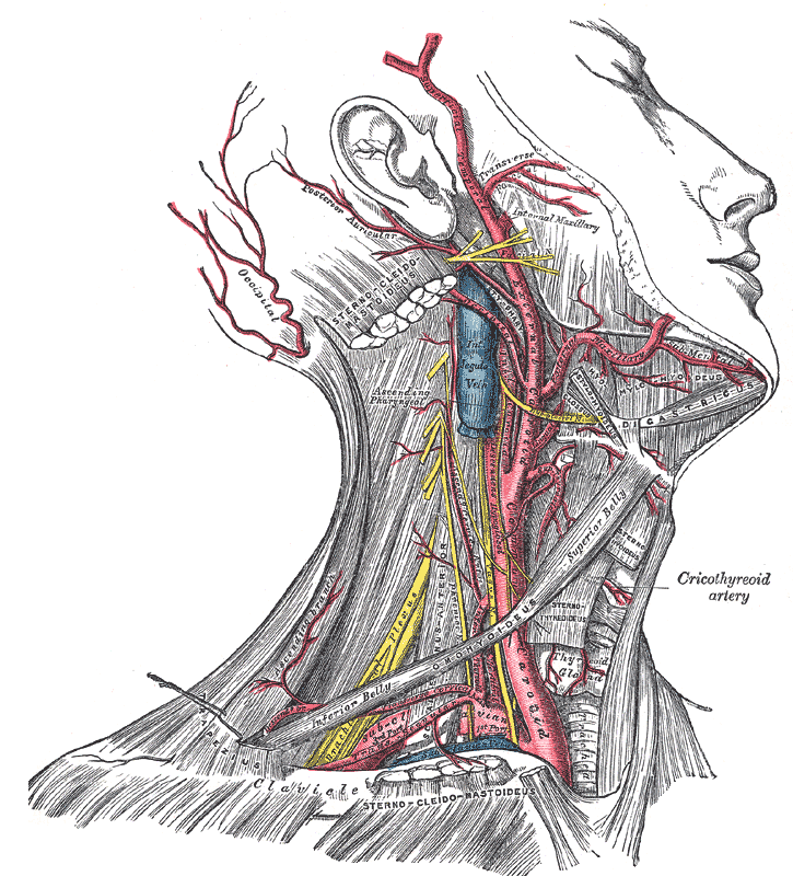 Arteries of the Head and Neck, External Carotid, Internal Jugular Vein, External Maxillary,