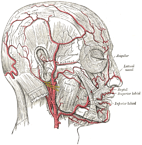<p>Arteries of the Head and Face