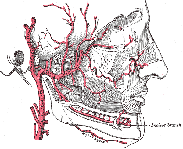 Internal Arteries of the Face; Internal Maxillary, Superficial Temporal