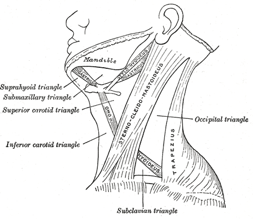 <p>Triangle of the Neck, Occipital Triangle, Subclavian Triangle, INferior Carotid Triangle, Superior Carotid Triangle, Subma