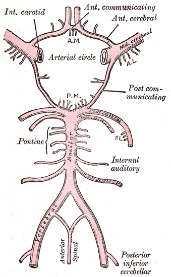 <p>Circle of Willis</p>