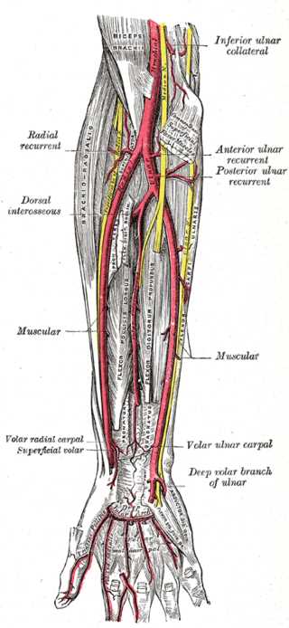 Deep Palmar Branch of the Ulnar Artery, Profunda Brachii Artery, Inferior ulnar collateral, Posterior Ulnar recurrent, Dorsal