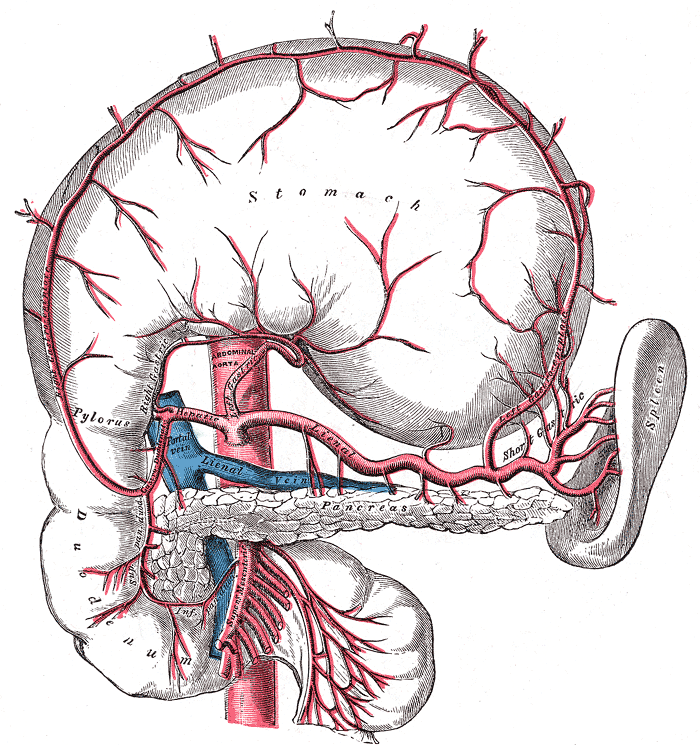 <p>Celiac Artery