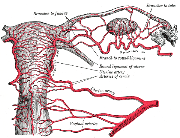 Uterine Artery and its branches, Vaginal Artery and its Branches, Branches to Fundus, Branches to tube, Arteries of cervix, H