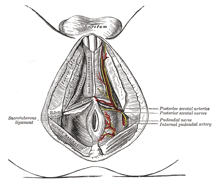 <p>Perineal Arteries and Nerves, Male Perineum