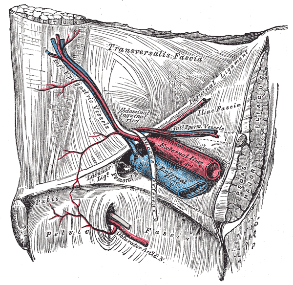 <p>Inferior Epigastric Artery and Vein