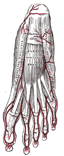 Artery Branches of the Foot