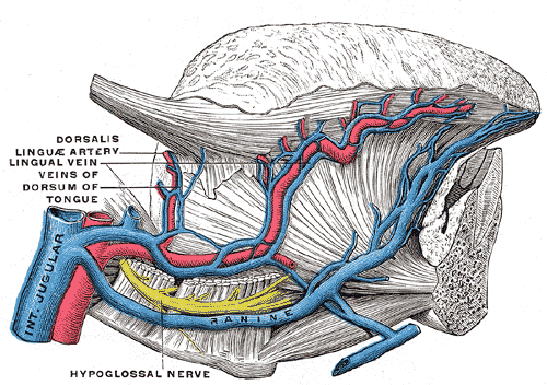 Arteries and the Veins of the Tongue, Internal Jugular vein, Dorsalis linguae artery, Lingual vein, Veins of Dorsum of Tongue