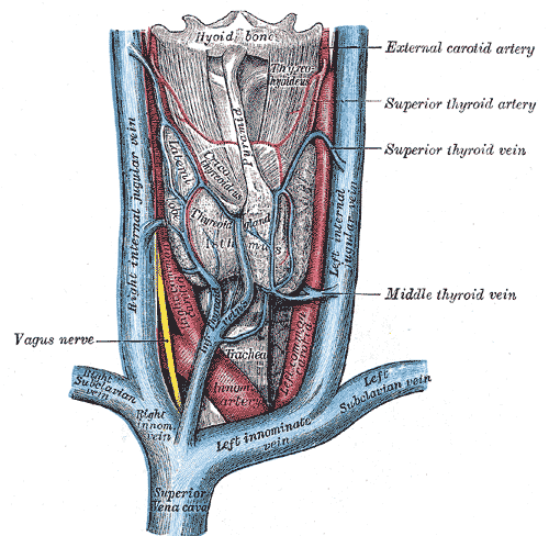 Veins and Arteries of the neck, Superior Vena Cava, Left and Right Innominate vein, Left and Right Subclavian vein, Left and 