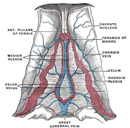 Internal Cerebral Vein, Anterior Pillars of Fornix, Median Plexus, Velar Veins, Velum, Choroid Plexus, Choroid Vein, Foramen 