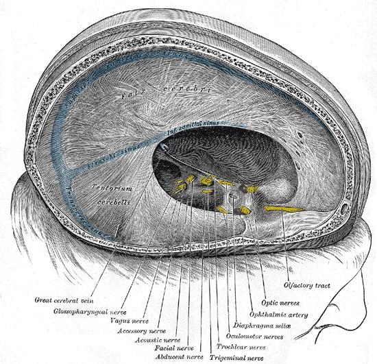 <p>Dural Venous Sinuses