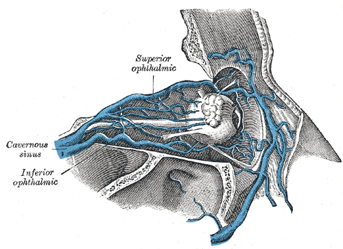 Superior Ophthalmic vein, Cavernous sinus, Inferior Ophthalmic vein