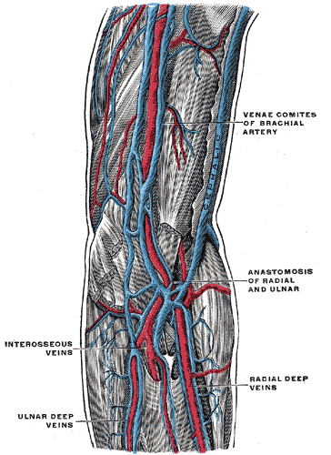 Brachial Arteries and Veins, Venae comites of brachial artery, Anastomosis of radial and ulnar, Radial deep veins, Interosseo