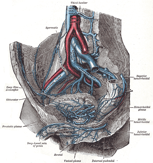 <p>Pelvic Blood Vessels