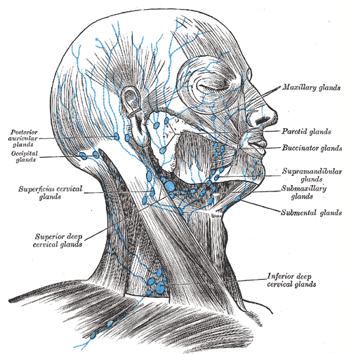 Lymph notes of the head and Neck, Posterior auricular glands, occipital glands, Superficial cervical glands, Superior deep ce